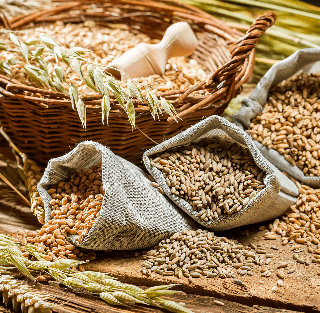 nourishing lives